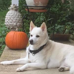 Meet your Posher, Annie